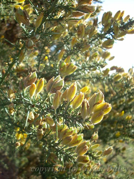 Gorse, Blackheath DSCN0820.JPG - Gorse